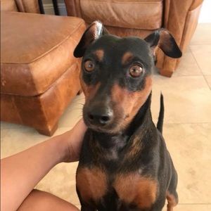 Meet your Posher, Cameron